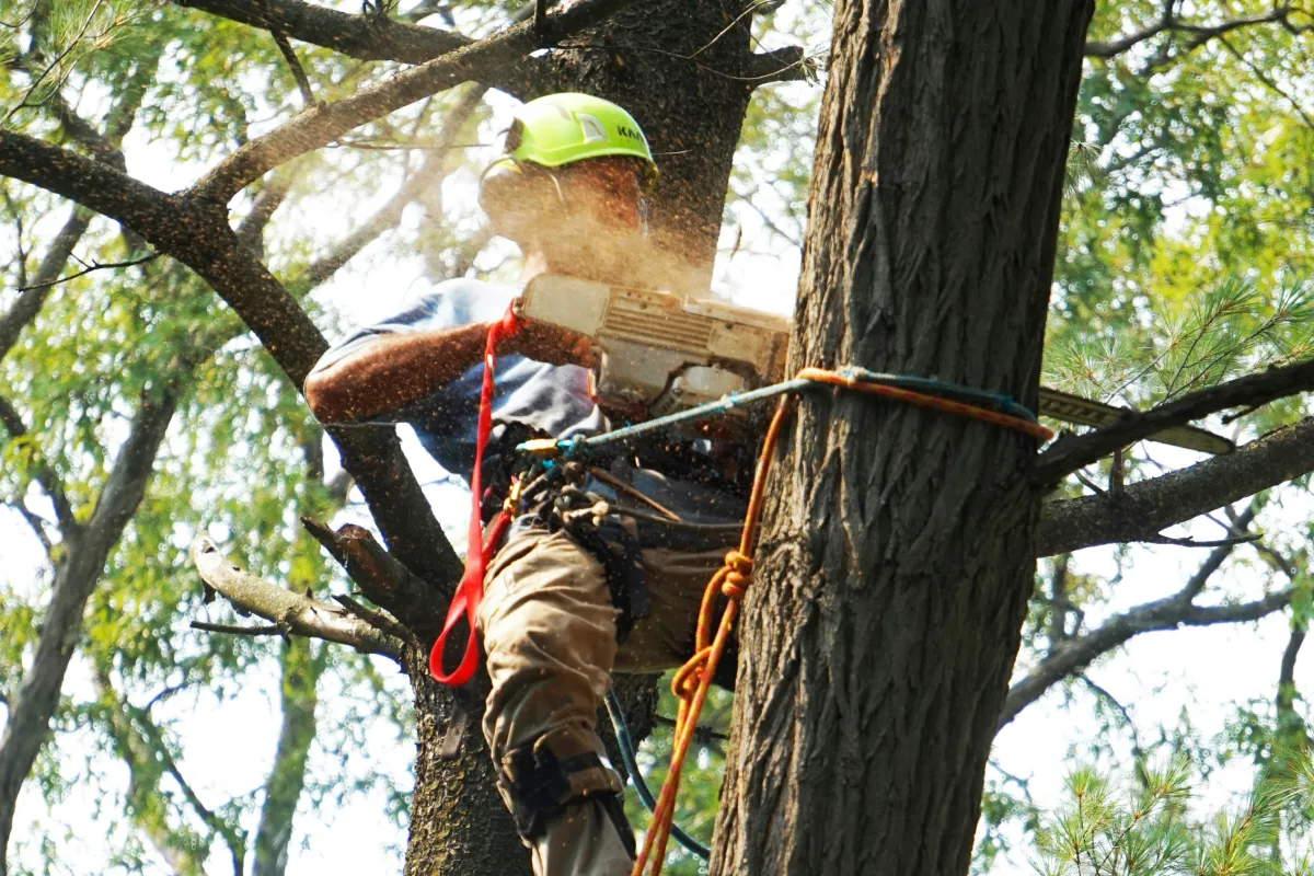 TREE SERVICE